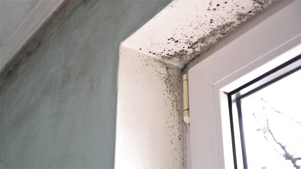 Best Residential Mold Removal  in Quinebaug, CT