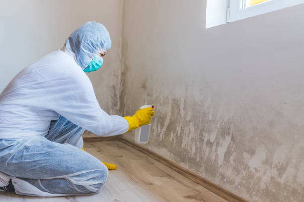 Professional Mold Removal in Quinebaug, CT