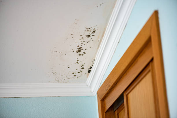 Best Residential Mold Removal  in Quinebaug, CT