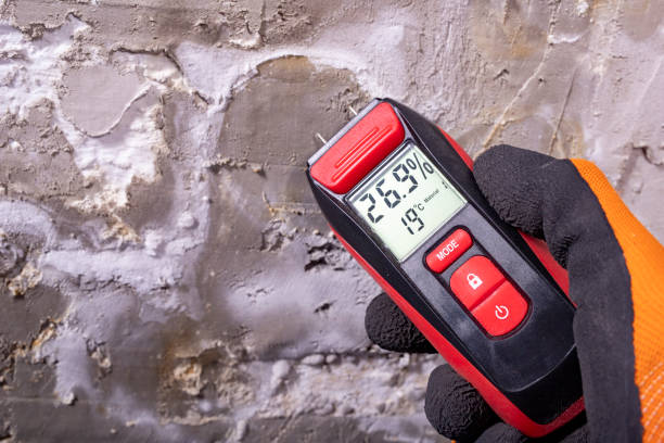 Best Professional Mold Removal  in Quinebaug, CT