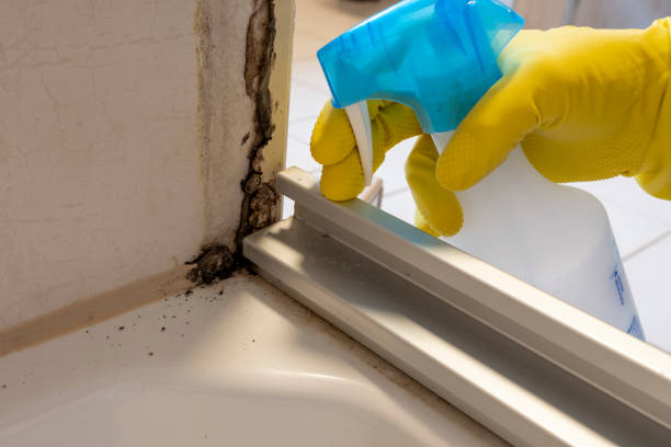 Best Toxic Mold Removal  in Quinebaug, CT