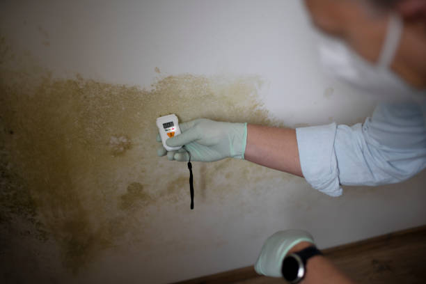 Best Mold Testing  in Quinebaug, CT