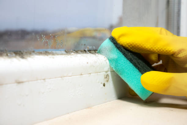 Best Mold Testing  in Quinebaug, CT