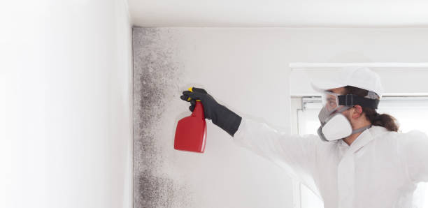 Best Emergency Mold Removal  in Quinebaug, CT