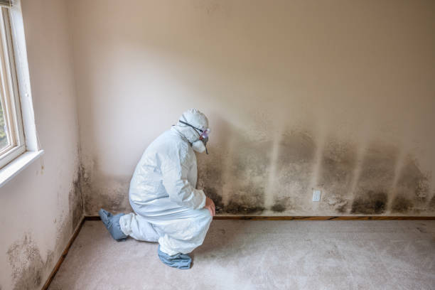 Best Mold Damage Repair  in Quinebaug, CT