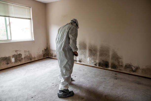 Best Affordable Mold Removal  in Quinebaug, CT
