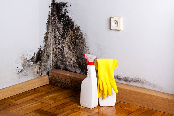 Best Home Mold Removal  in Quinebaug, CT