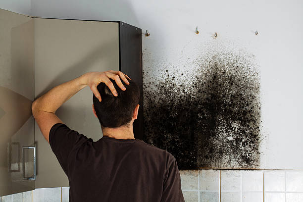Best Local Mold Removal Service  in Quinebaug, CT