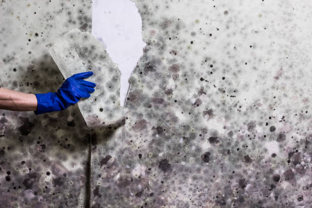 Best Office Mold Removal Services  in Quinebaug, CT