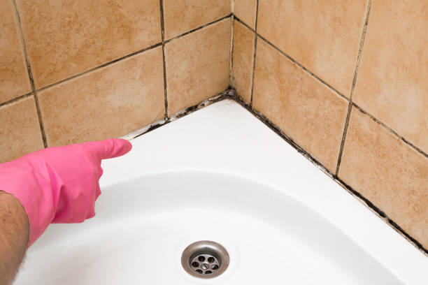Best Emergency Mold Removal  in Quinebaug, CT