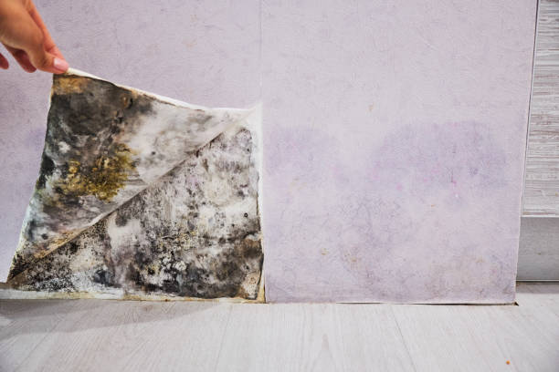 Best Best Mold Removal Companies  in Quinebaug, CT